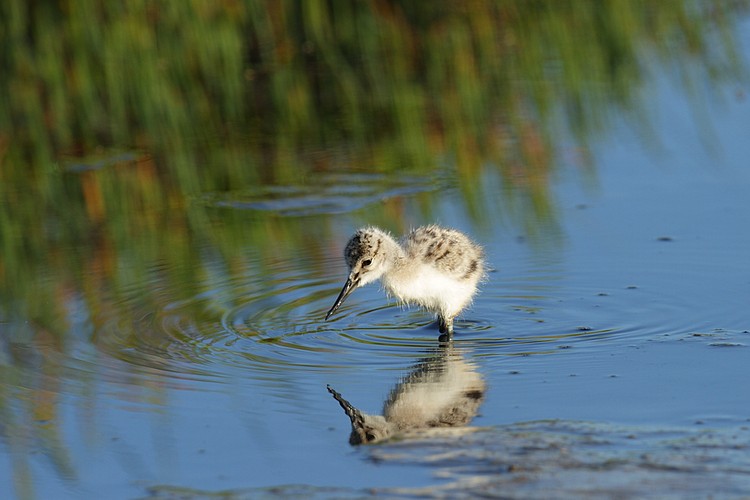 American avocet (Recurvirostra americana) - chick