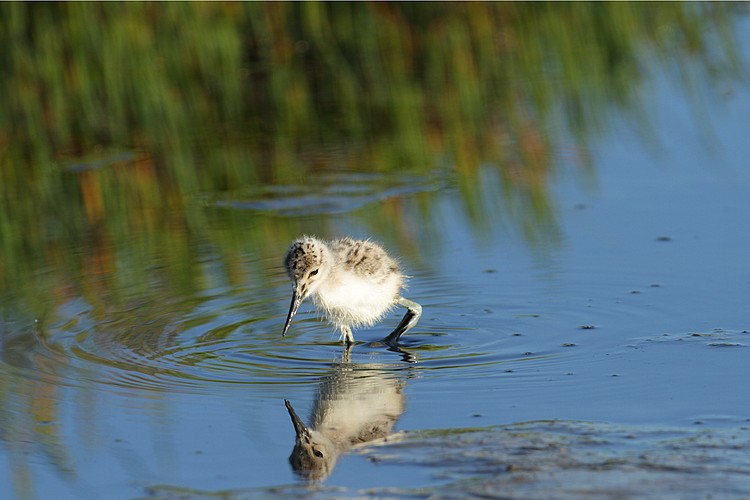 American avocet (Recurvirostra americana) - chick