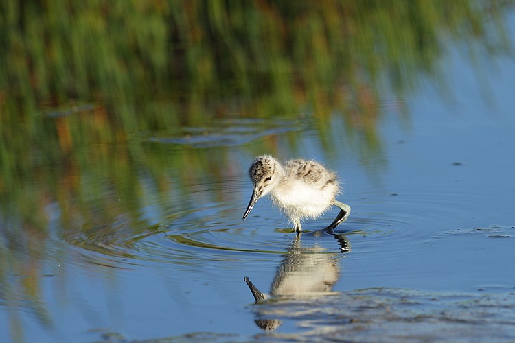 American avocet (Recurvirostra americana)