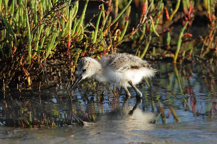 American avocet (Recurvirostra americana)