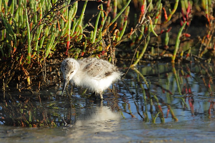 American avocet (Recurvirostra americana)