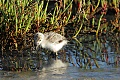 American avocet (Recurvirostra americana) - chick
