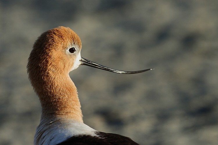 American avocet (Recurvirostra americana)