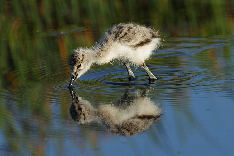 American avocet (Recurvirostra americana)