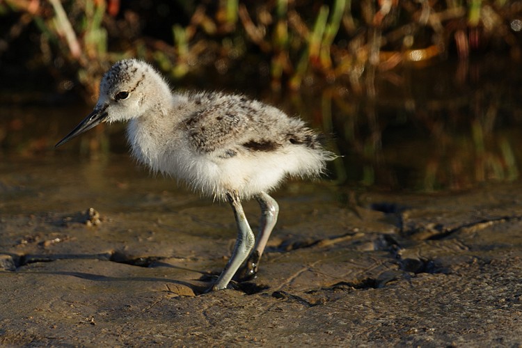 American avocet (Recurvirostra americana)