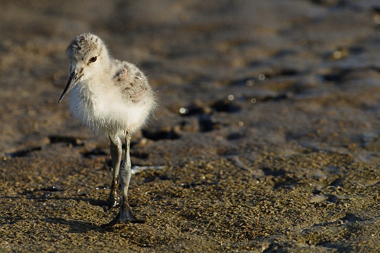 American avocet (Recurvirostra americana)