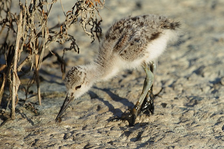 American avocet (Recurvirostra americana)