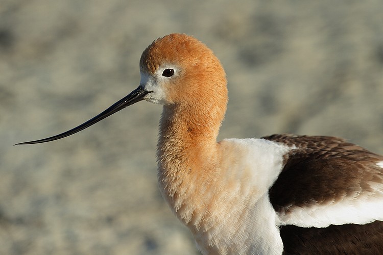 American avocet (Recurvirostra americana)