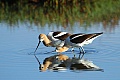 Avocet courtship