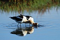 Avocet courtship