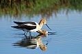 Avocet courtship