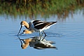 Avocet courtship