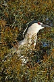 Black-crowned night heron