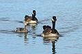 Canada goose family