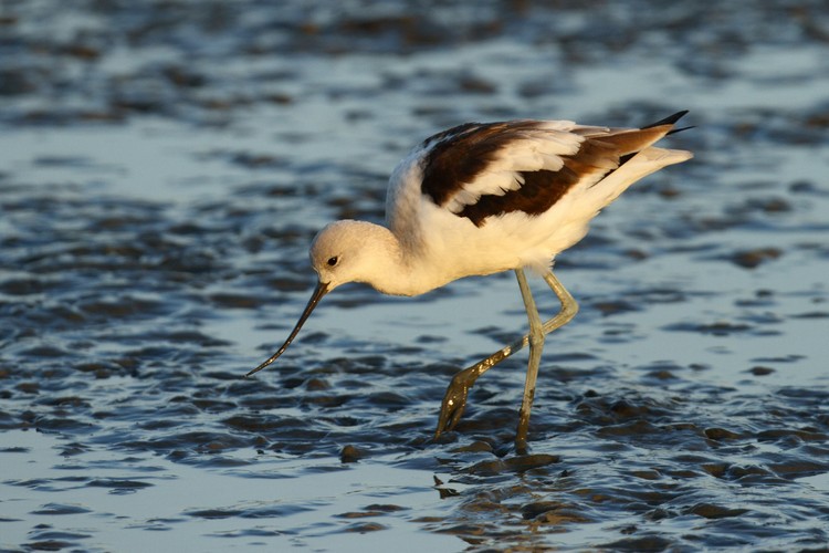 American Avocet (Recurvirostra americana)