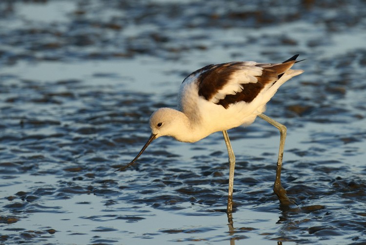 American Avocet (Recurvirostra americana)