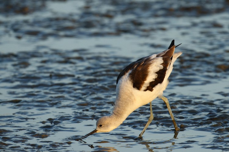 American Avocet (Recurvirostra americana)