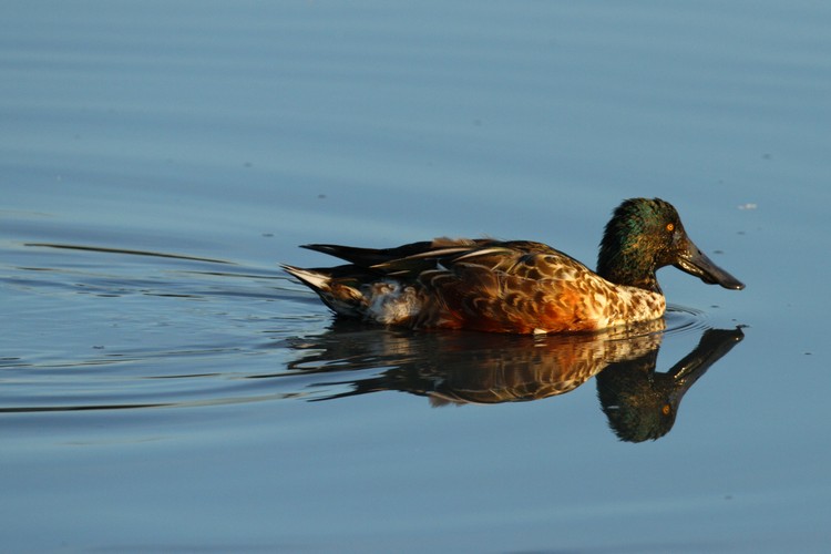 Northern Shoveler (Anas clypeata)