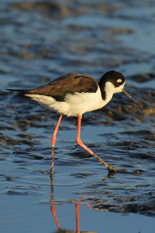 Black-necked Stilt (Himantopus mexicanus)