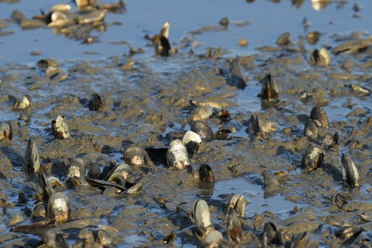 Mussels