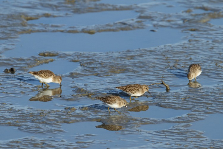 Sandpipers