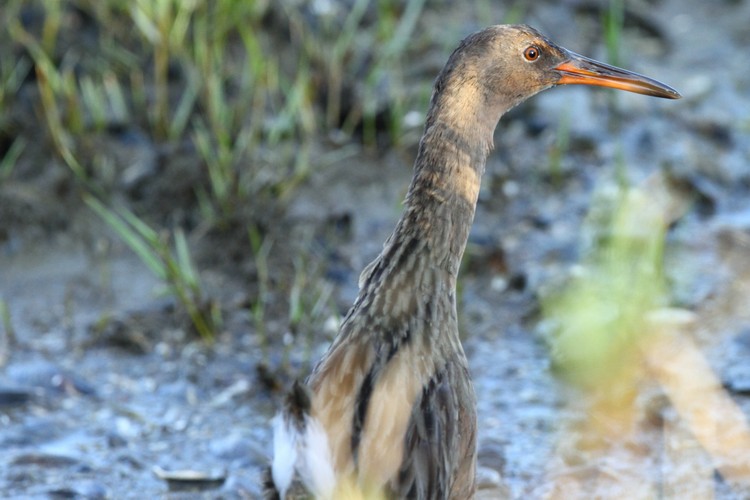 California Clapper Rail (Rallus longirostris)