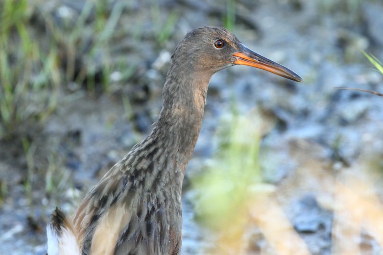 California Clapper Rail (Rallus longirostris)