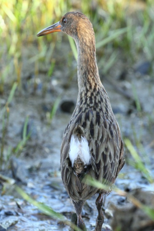 California Clapper Rail (Rallus longirostris)
