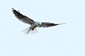 White-tailed Kite (Elanus leucurus)
