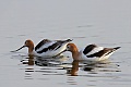 American avocets (Recurvirostra americana)