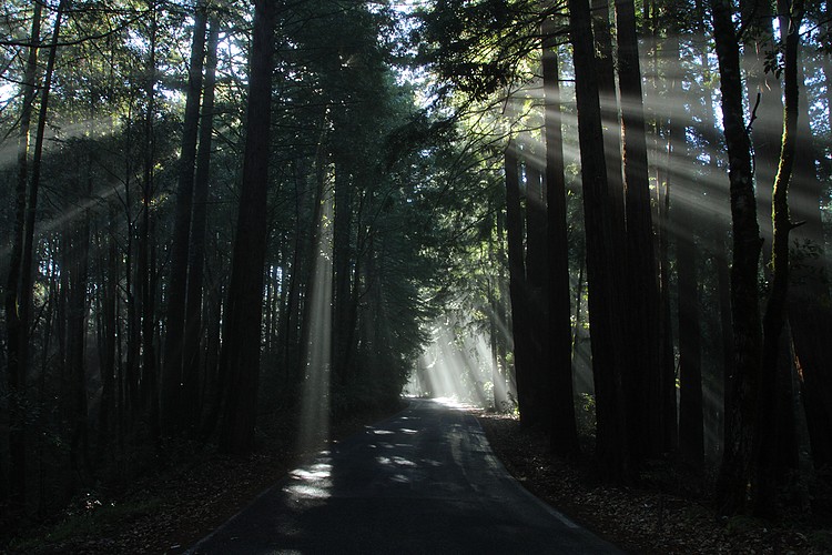 Morning on Big Basin Highway