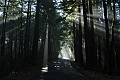 Morning light on Big Basin Highway