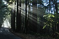 Morning light on Big Basin Highway