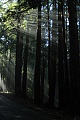 Morning light on Big Basin Highway