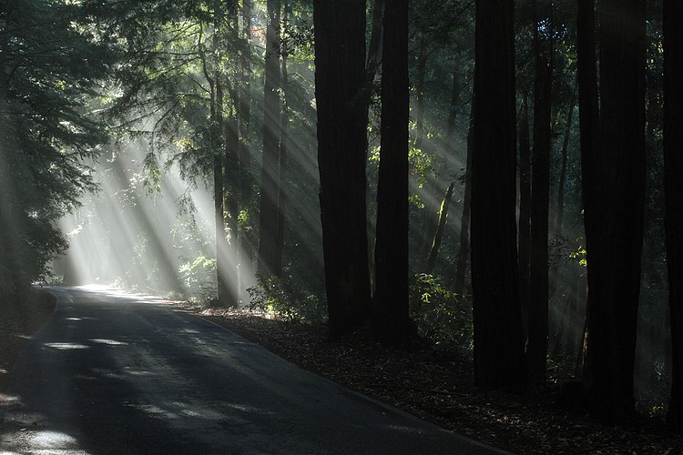 Morning light on Big Basin Highway