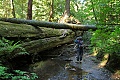 Fallen ancient redwood