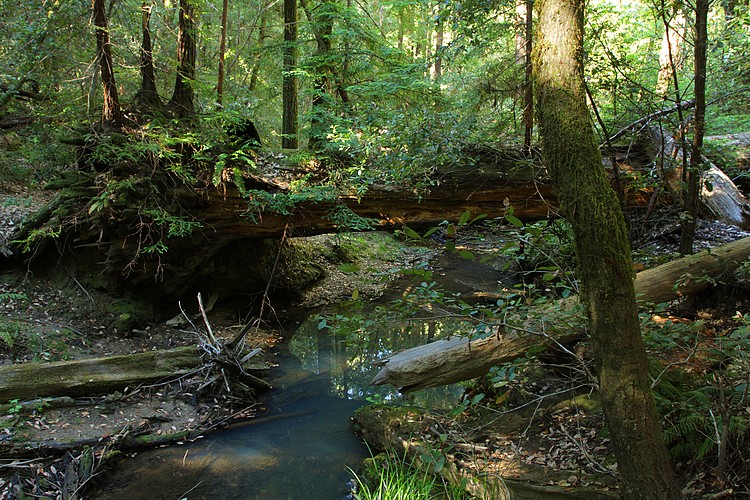 Fallen ancient redwood