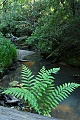 Opal Creek