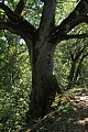 Oak