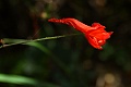 Crimson larkspur