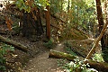 Skyline-to-the-Sea Trail