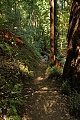 Skyline-to-the-Sea Trail