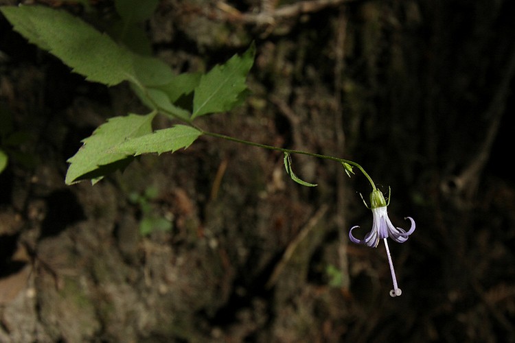 Unknown forest flower