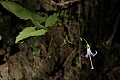 Unknown forest flower