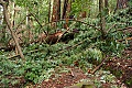 Skyline-to-the-Sea Trail blocked by a windfall