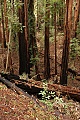 Redwood forest