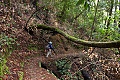 Diane hikes the Skyline-to-the-Sea Trail