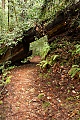 Skyline-to-the-Sea Trail "duckunder"