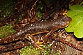 California Newt