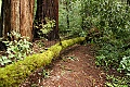 Skyline-to-the-Sea Trail